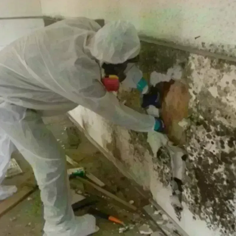 Mold Remediation and Removal in Alamo, NM